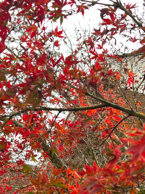 More fall - it was later in the season so not peek week, but beautiful nonetheless. 